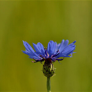 Blaue Kornblume