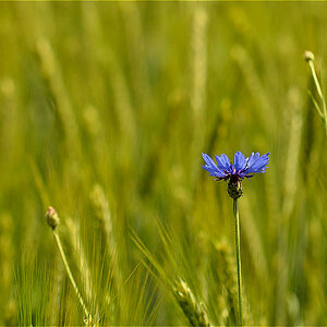 Blaue Kornblume im Feld