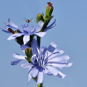 Blumen 06