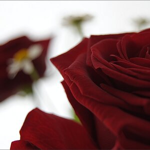 Rose F/5,6