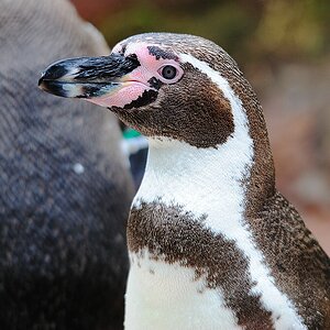 Pinguin5
