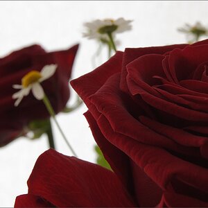 Rose F/16