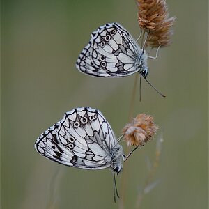 DSC 0355