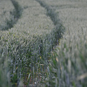 Spuren