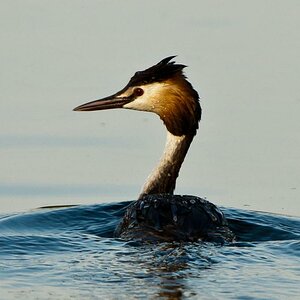 20100708 1030 [NIKON D2Xs],400 mm,1 800 Sek. bei f   4,5