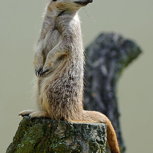 20100717 7553 [NIKON D700],240 mm,1 640 Sek. bei f   4,0