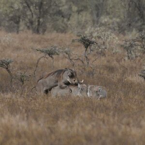 Schweinerei, Einfluß von Luftturbulenzen
(Out of Cam, D300, 200-400, TC17, 680 mm)
Warzenschweine im Hells Gate Nationalpark
Schweinerei 9768