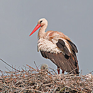 Storch 18 06 2010