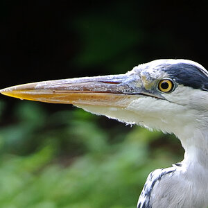 20100717 7600 [NIKON D700],380 mm,1 250 Sek. bei f   4,0 3