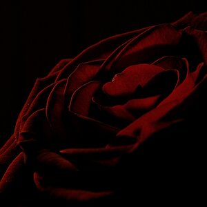 Rose im Kerzenschein