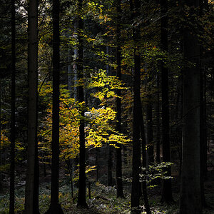 20091027 152951 D3N 4791