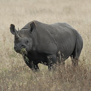 rhino