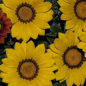 Blüten