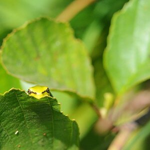 Laubfrosch 19.7.10