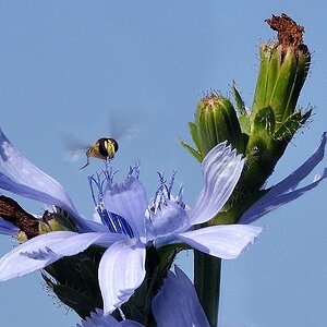 Blumen 08