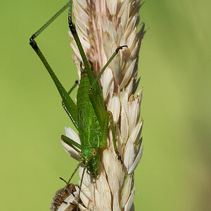 2010 07 19 Heupferd 04 01