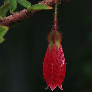 Exotische Blüte 01