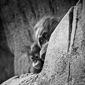 Orang Utan