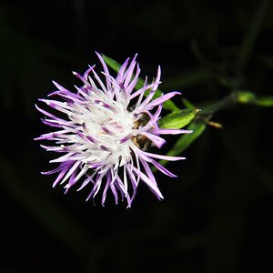 Blume 03