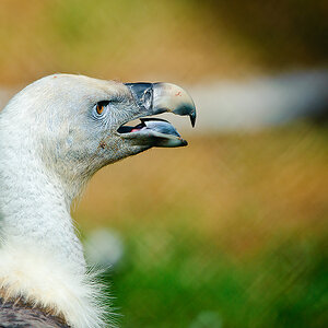 20100717 7510 [NIKON D700],400 mm,1 1250 Sek. bei f   4,0 extern 59