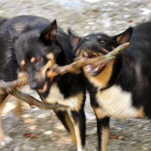 dogfight