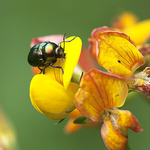 2010 07 04 Käfer 01 06