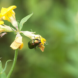 2010 07 04 Käfer und Sichelwanze 01 01