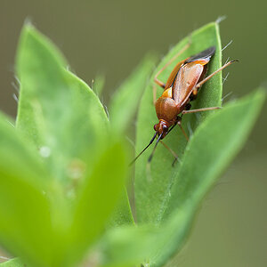 2010 07 04 Wanze 01 01