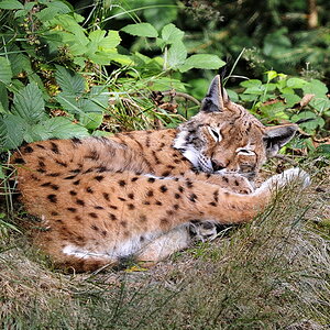 luchs1
