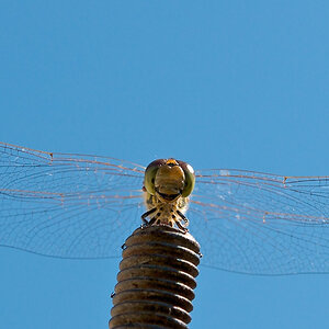Libelle