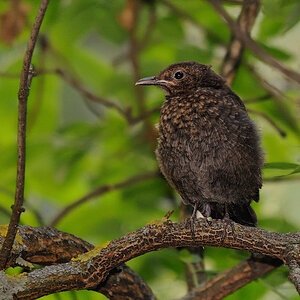 junge Amsel