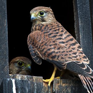 Turmfalke 100725www 1