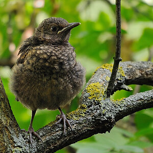 junge Amsel
