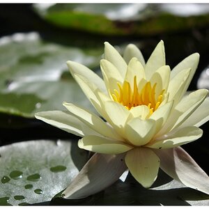 Seerose