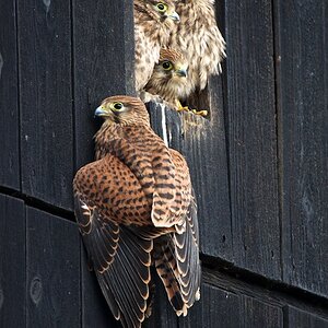 Turmfalke 100725www 5