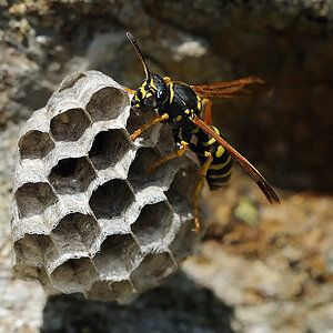 Gallische Feldwespe (Polistes dominula)
Wabenbau 1
Montafon