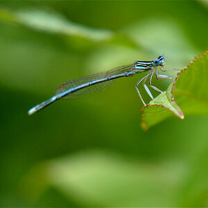 Blaue Federlibelle