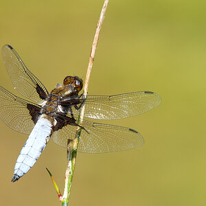 2010 06 28 Plattbauch (m) 01 01