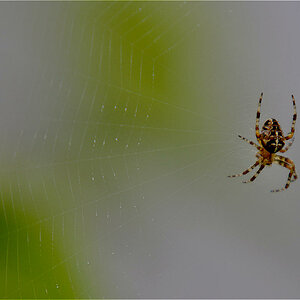 Kreuzspinne