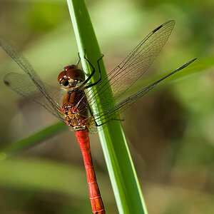 2010 07 19 Blutrote Heidelibelle 01 01