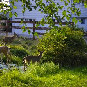 ein paar Rehe in Prince Rupert