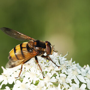 2010 07 20 Schwebfliege 04 01