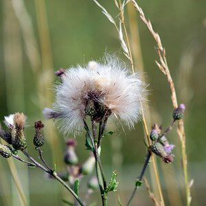 Beispielbilder des Sigma 70-200/2.8 HSM II mit TK Sigma 1.4 EX