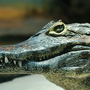 Krokodil1