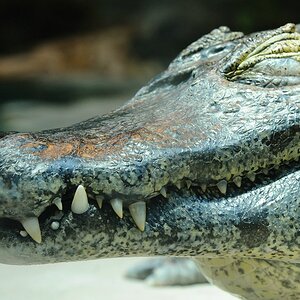 Krokodil2