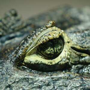 Krokodil3