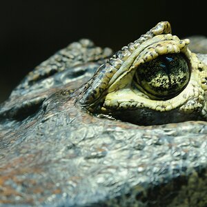 Krokodil4