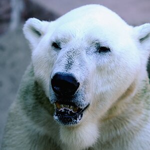 Eisbär2