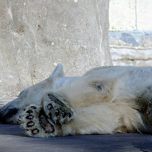 Eisbär4
