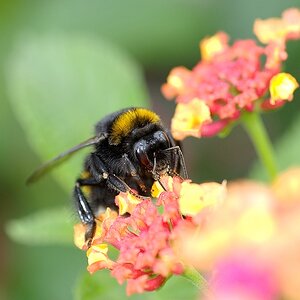 Hummel 1